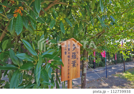 ハガキの始まりといわれるタラヨウの木 112739938