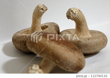 収穫したての生椎茸 収穫したての生椎茸 112740110