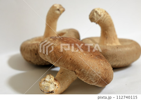 収穫したての生椎茸 112740115