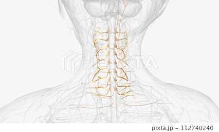 The cervical spinal nerves, sometimes called nerve rootlets, exit the spinal canal through the neuroforamen in pairs The cervical spinal nerves, sometimes called nerve rootlets, exit the spinal canal through the neuroforamen in pairs 112740240