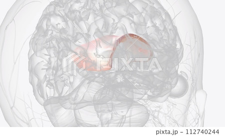 he corpus callosum , also callosal commissure, is a wide, thick nerve tract, consisting of a flat bundle of commissural fibers 112740244