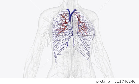 The internal thoracic veins (ITVs) are small paired vessels located on the ventral surface of the thoracic cavity that drain the ventro-cranial abdominal 112740246