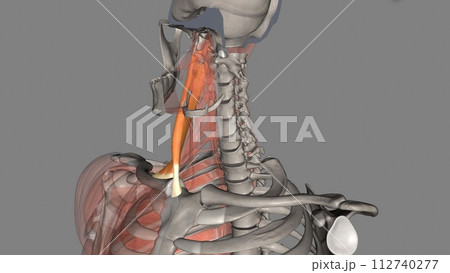 The sternocleidomastoid muscle is one of the largest and most superficial cervical muscles 112740277
