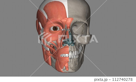 Head Muscles and Bones 112740278