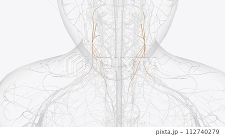 The ansa cervicalis is a loop formed by muscular branches of the cervical plexus formed by branches of cervical spinal nerves C1-C3 112740279
