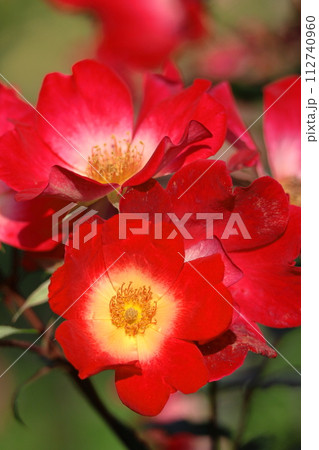 花の女王 112740960