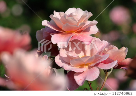花の女王 112740962
