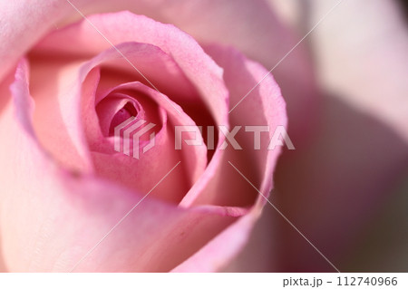 花の女王 112740966