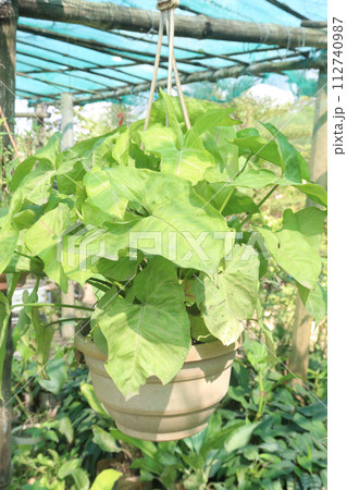 Arrowhead plants on farm for sell 112740987