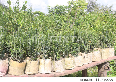 centipede plant on farm for sell centipede plant on farm for sell 112740999