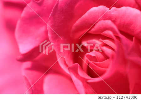 花の女王 112741000