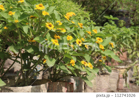Butter Daisy flower plant on farm Butter Daisy flower plant on farm 112741026