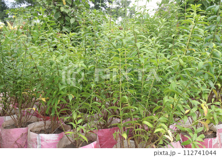 Allamanda cathartica tree plant on farm 112741044