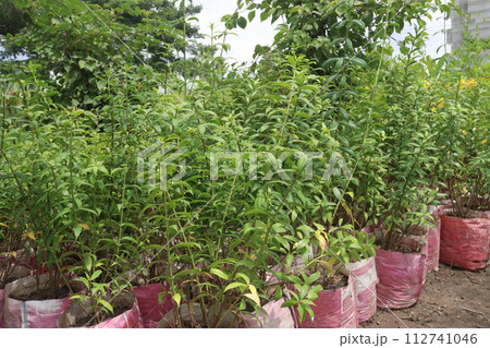 Allamanda cathartica tree plant on farm Allamanda cathartica tree plant on farm 112741046