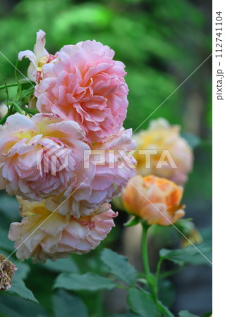 花の女王 花の女王 112741104