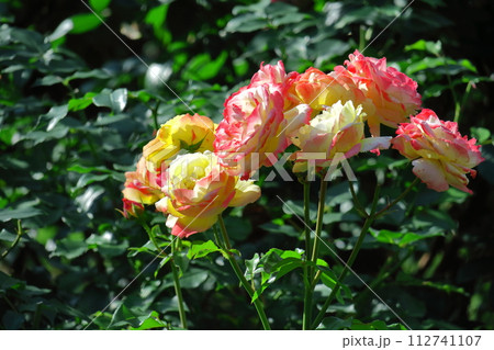 花の女王 花の女王 112741107