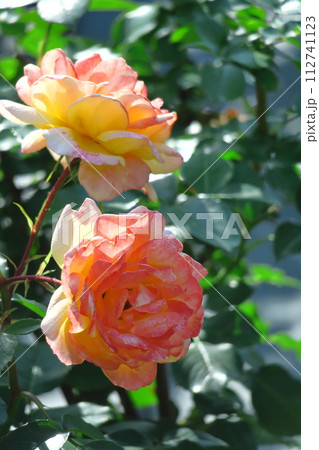 花の女王 花の女王 112741123