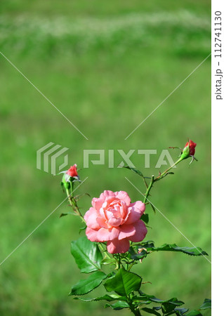 花の女王 112741130