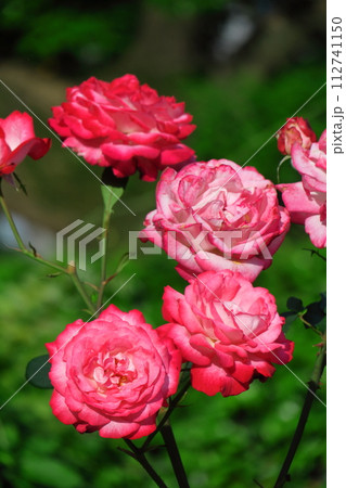 花の女王 花の女王 112741150