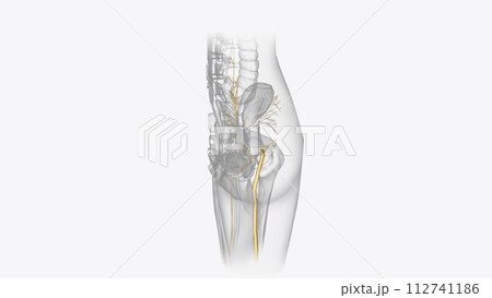 The peripheral nervous system consists of the nerves that branch out from the brain and spinal cord 112741186