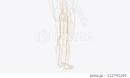 Nerves of pelvis and Iower limb Nerves of pelvis and Iower limb 112741205