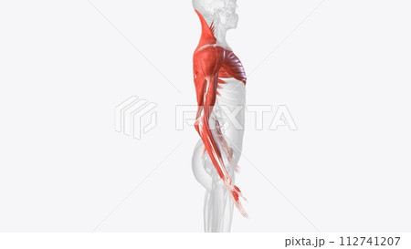 The muscles of the upper limb can be divided into 6 different regions: pectoral, shoulder, upper arm, anterior forearm, 112741207