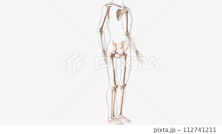 The appendicular skeleton is one of two major bone groups in the body 112741211