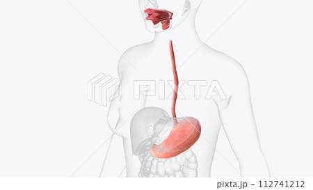 Upper gastrointestinal tract 3d medical Upper gastrointestinal tract 3d medical 112741212