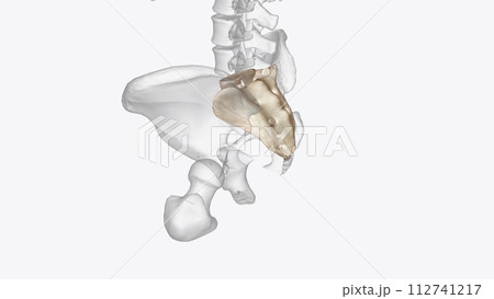 The sacrum is the triangular bone just below the lumbar vertebrae 112741217