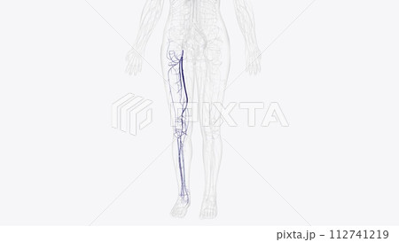 Deep veins of right thigh and leg 112741219