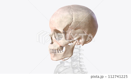 The bones of the skull are 22 bones, organized into a cranial skeleton (8 bones) that surrounds the brain and a facial skeleton (14 bones 112741225