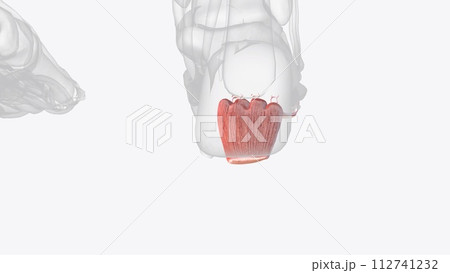 Flexor Digitorum Brevis is the central muscle of the superficial layer of the plantar foot muscles 112741232