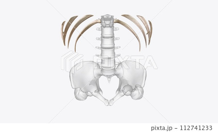 Abdomen Transverse, Axial skeleton Abdomen Transverse, Axial skeleton 112741233