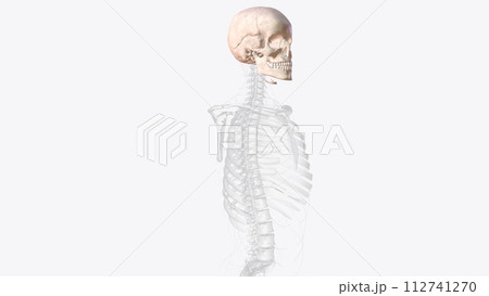 The bones of the skull are 22 bones, organized into a cranial skeleton (8 bones) that surrounds the brain and a facial skeleton (14 bones The bones of the skull are 22 bones, organized into a cranial skeleton (8 bones) that surrounds the brain and a facial skeleton (14 bones 112741270