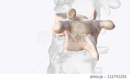 The tenth thoracic vertebra (T10) is one of twelve vertebrae that make up the central section of the vertebral column 112741291