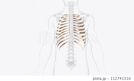 The vertebral column surrounds the spinal cord which travels within the spinal canal, The vertebral column surrounds the spinal cord which travels within the spinal canal, 112741310