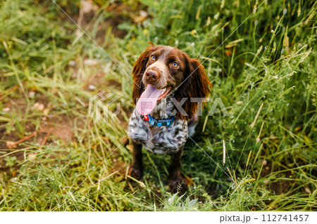 Russian brown spaniel lying in green grass in a field and lit by the setting sun 112741457
