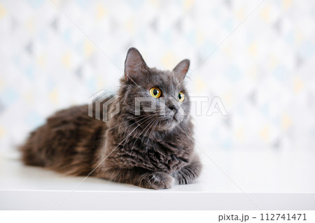 A gray smoky Maine Coon cat with yellow eyes lying on a white background 112741471
