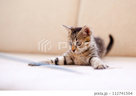 A little striped kitten playing on a beige blanket and catching something with her paws, hunting 112741504