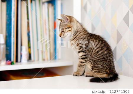 A little striped kitten sits on a white table near a rack of books. Home comforts A little striped kitten sits on a white table near a rack of books. Home comforts 112741505