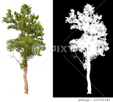 isolated tree on white background with clipping path and alpha 112741583