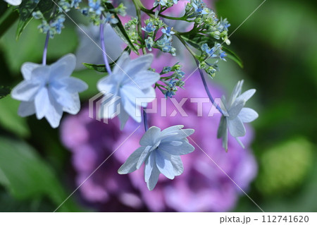 雨に濡れて咲く 112741620