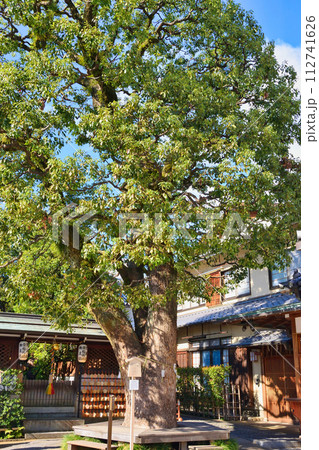 晴明神社　ご神木　末社・齋稲荷社（京都府京都市） 112741626