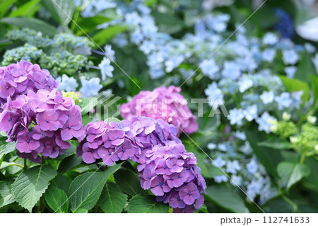 雨に濡れて咲く 雨に濡れて咲く 112741633