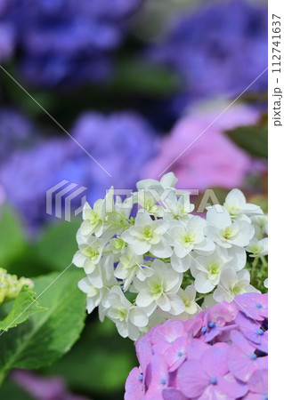 雨に濡れて咲く 112741637