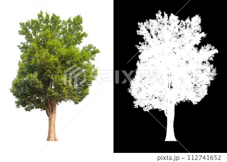 isolated tree on white background wmith clipping path and alpha 112741652