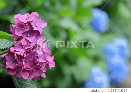 雨に濡れて咲く 112741653