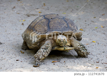Sulcata tortoise in the garden at thailand Sulcata tortoise in the garden at thailand 112741670