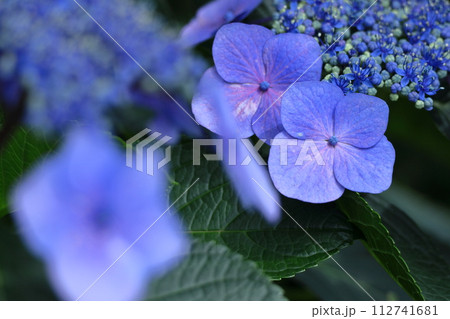 雨に濡れて咲く 112741681