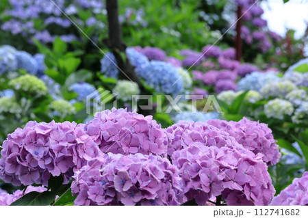 雨に濡れて咲く 112741682